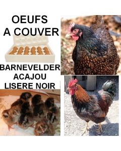 Oeufs à couver de Barnevelder acajou à double liseré noir GR