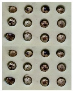 Protection mousse pour 24 oeufs de cailles