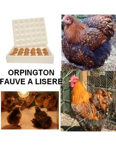 oeufs à couver Orpington Fauve à Liseré GR
