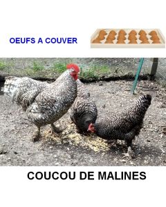 Oeufs à couver coucou de Malines GR