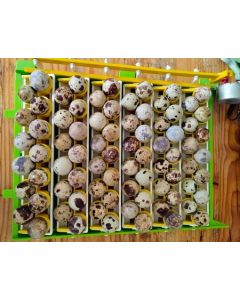 1 oeuf de caille du Japon Jumbo à couver