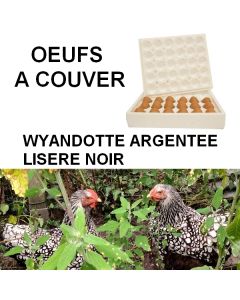 oeufs à couver de Wyandotte argentée à liseré noir GR